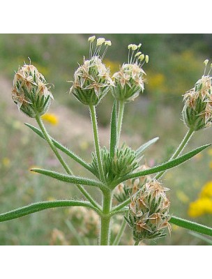 Image 9700 supplémentaire pour Psyllium noir (Ispaghul) Bio - Graines 250g - Tisane de Plantago afra L.