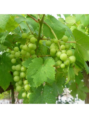 Image 9703 supplémentaire pour Vigne rouge Bio - Feuilles coupées 100g - Tisane de Vitis vinifera L.