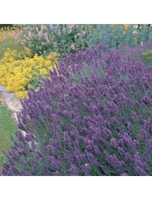 Image 9712 supplémentaire pour Lavande aspic Bio - Huile essentielle de Lavandula latifolia 10 ml - Pranarôm