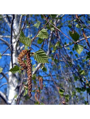 Image 9727 supplémentaire pour Bouleau Bio - Ecorce 100g - Tisane Betula pendula Roth