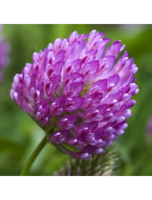 Image 9751 supplémentaire pour Trèfle rouge - Fleurs 100g - Tisane de Trifolium pratense L.