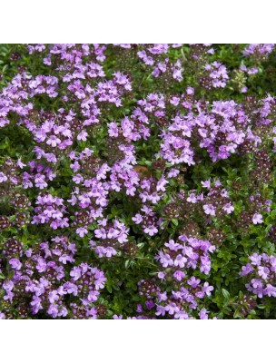 https://www.louis-herboristerie.com/9758-home_default/serpolet-bio-sommite-fleurie-coupee-100g-tisane-thymus-serpyllum-l.jpg
