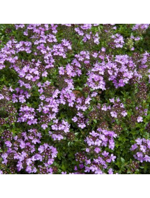 Image 9758 supplémentaire pour Serpolet Bio - Sommité fleurie coupée 100g - Tisane Thymus serpyllum L.