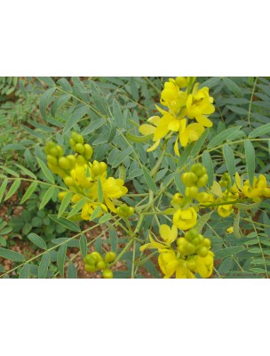 Image 9769 supplémentaire pour Séné Bio - Feuilles coupées 100g - Tisane de Senna alexandrina Mill.