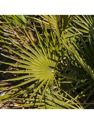 Image 9807 supplémentaire pour Saw Palmetto (Serenoa repens) - Prostate 100 gélules végétales - Solgar