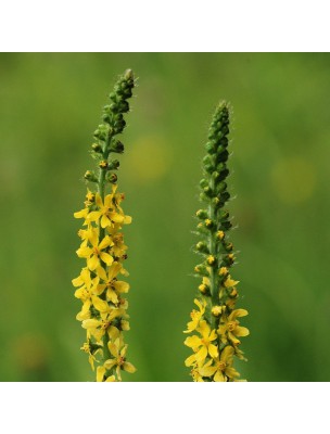 Image 9817 supplémentaire pour Aigremoine - Sommité fleurie coupée 100g - Tisane d'Agrimonia eupatoria L.