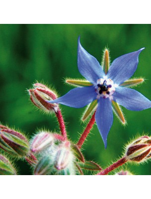 Image 9819 supplémentaire pour Bourrache Bio - Partie aérienne coupée 100g - Tisane de Borago officinalis L.