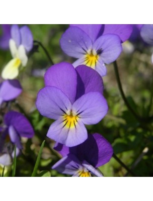 Image 9847 supplémentaire pour Pensée sauvage Bio - Partie aérienne coupée 100g - Tisane de Viola arvensis Murray