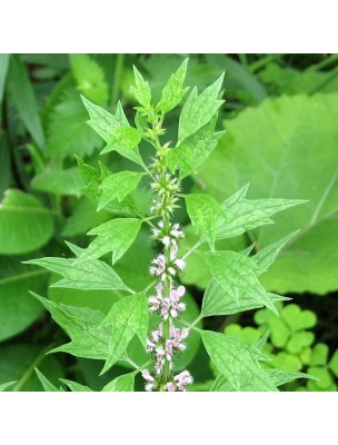 Image 9854 supplémentaire pour Agripaume Bio - Plante coupée 100g - Tisane de Leonurus cardiaca L.