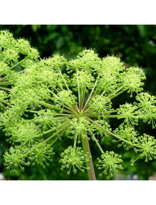 Image 9856 supplémentaire pour Angélique Bio - Fruit 100g - Tisane d'Angelica archangelica L.