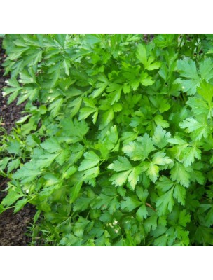 https://www.louis-herboristerie.com/9897-home_default/persil-bio-teinture-mere-50-ml-herbiolys.jpg