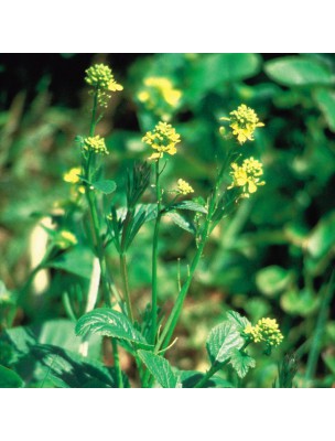https://www.louis-herboristerie.com/9902-home_default/mustard-moutarde-20-ml-n-21-fleurs-de-bach-original.jpg