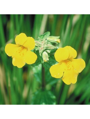 https://www.louis-herboristerie.com/9903-home_default/mimulus-20-ml-n20-fleurs-de-bach-original.jpg