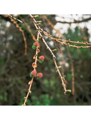 https://www.louis-herboristerie.com/9904-home_default/larch-mlze-20-ml-n19-fleurs-de-bach-original.jpg