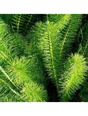 https://www.louis-herboristerie.com/9928-home_default/horsetail-organic-cut-aerial-part-100g-herbal-tea-from-equisetum-arvense-l.jpg