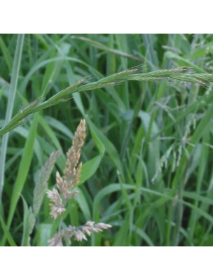 Image 9950 supplémentaire pour Chiendent Bio - Rhizome coupé 100g - Tisane de Elymus repens (L.) Gould