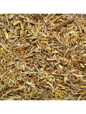 Image de Chiendent Bio - Rhizome coupé 100g - Tisane de Elymus repens (L.) Gould depuis Résultats de recherche pour "Tisane Respirat"