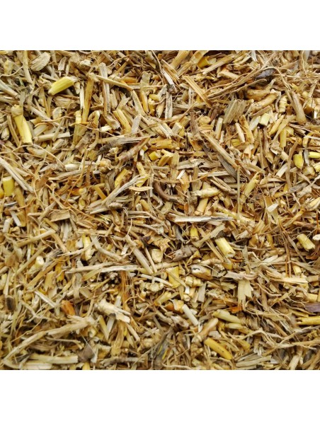 Achetez Chiendent Bio - Rhizome coupé 100g - Tisane de Elymus repens (L.) Gould à l'herboristerie Louis Image principale de Chiendent Bio - Rhizome coupé 100g - Tisane de Elymus repens (L.) Gould