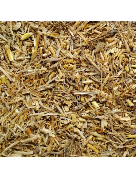 Image principale de Chiendent Bio - Rhizome coupé 100g - Tisane de Elymus repens (L.) Gould