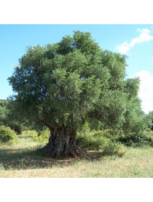 Image 9954 supplémentaire pour Olivier Bio - Feuilles coupées 100g - Tisane d'Olea europaea L.