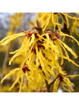 Image 9967 supplémentaire pour Hamamélis Bio - Feuilles coupées 100g - Tisane Hamamelis virginiana L.