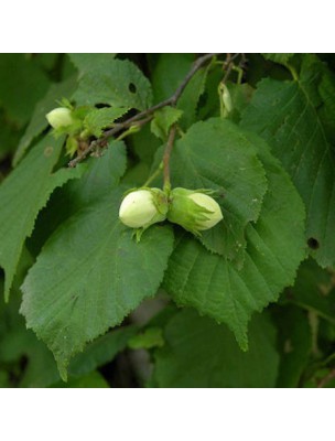 Image 9983 supplémentaire pour Noisetier Bio - Feuilles coupées 100g - Tisane de Corylus avellana L.