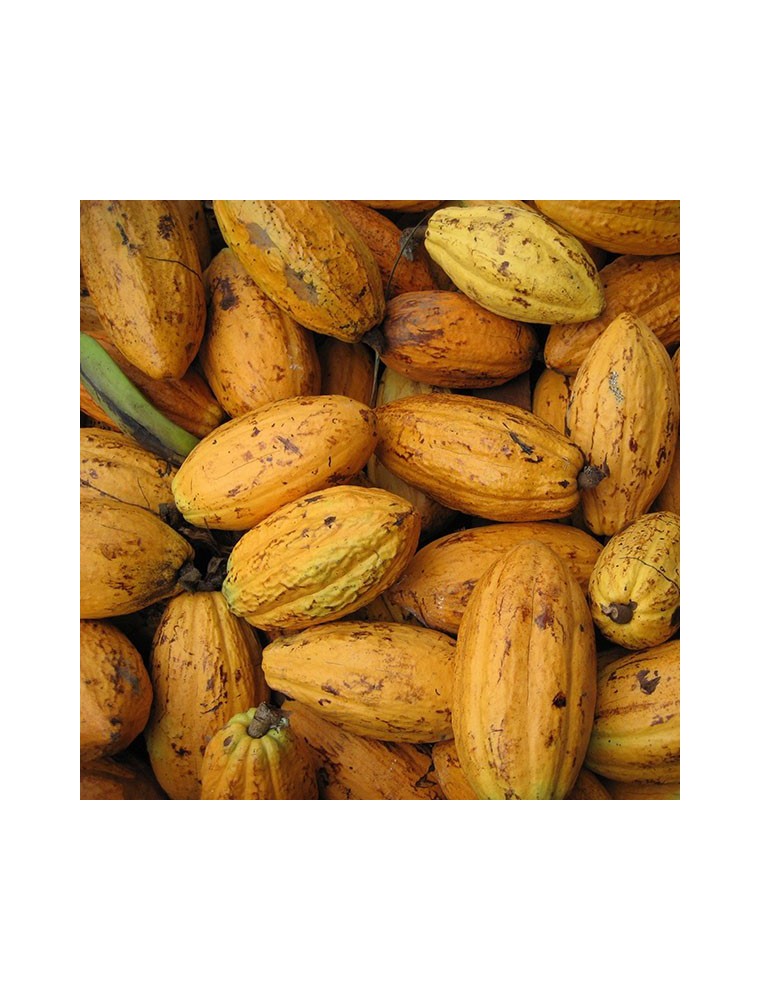 Image principale de la modale pour Éclats de Fèves de cacao Bio - Magnésium et Antioxydants SuperFoods 200g - Purasana