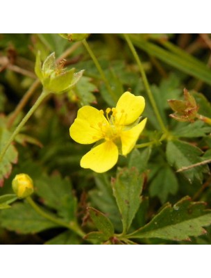 Image 15284 supplémentaire pour Potentille tormentille Bio - Détox et Digestion Teinture-mère Potentilla tormentilla erecta 50 ml - Herbiolys