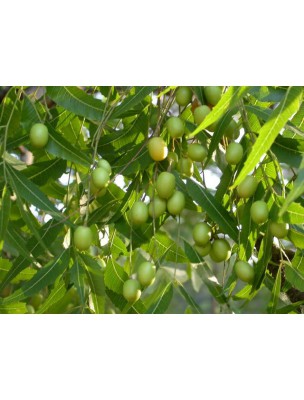 Image 15437 supplémentaire pour Neem (Margousier) Bio - Huile végétale 1000 ml - Bioflore