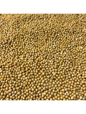 Image de Moutarde Blanche Bio - Graines 100g - Tisane Sinapsis alba L. depuis Eucalyptus radié - Huile essentielle Eucalyptus radiata - Pranarôm