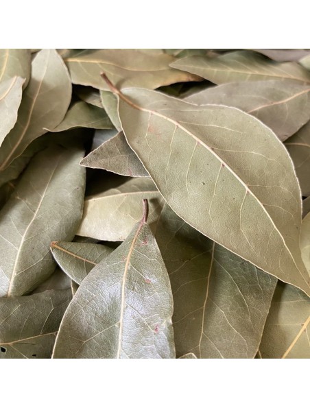 Achetez Laurier noble Bio - Feuilles entières 50g - Tisane de Laurus nobilis L. à l'herboristerie Louis Image principale de Laurier noble Bio - Feuilles entières 50g - Tisane de Laurus nobilis L.