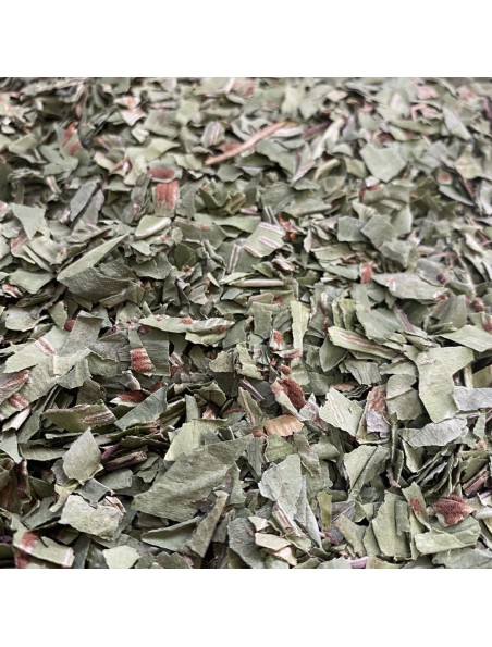 Achetez Scolopendre - Frondes coupées 100g - Tisane de Scolopendrium officinale à l'herboristerie Louis Image principale de Scolopendre - Frondes coupées 100g - Tisane de Scolopendrium officinale