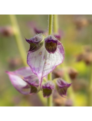 Image 60741 supplémentaire pour Sauge Sclarée Bio - Partie aérienne coupée 100g - Tisane de Salvia sclarea