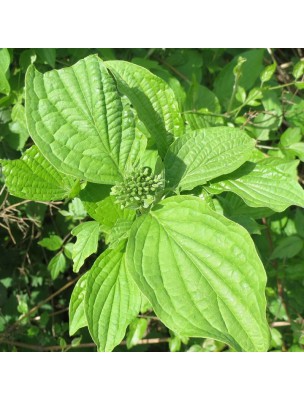 Image 65405 supplémentaire pour Cornouiller Macérât de Bourgeon Bio - Circulation 30 ml - Equi-Nutri