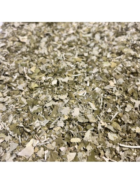 Achetez Angélique Bio - Feuille coupée 100g - Tisane d'Angelica archangelica L. à l'herboristerie Louis Image principale de Angélique Bio - Feuille coupée 100g - Tisane d'Angelica archangelica L.