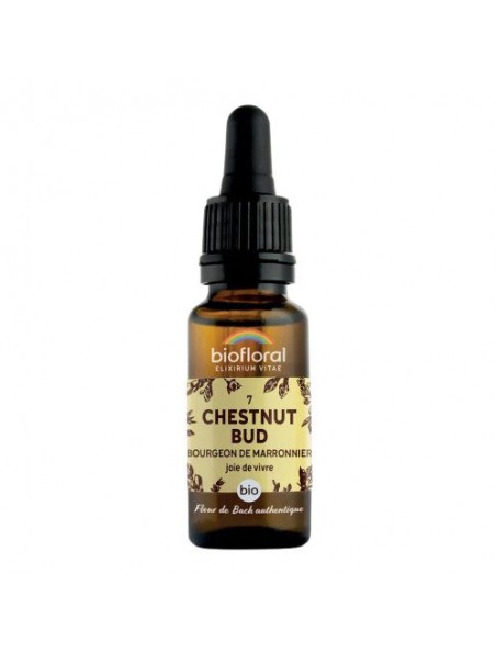 Achetez Chestnut bud Marronnier n°7 - Vitalité et Joie de Vivre Bio aux Fleurs de Bach 20 ml - Biofloral à l'herboristerie Louis Image principale de Chestnut bud Marronnier n°7 - Vitalité et Joie de Vivre Bio aux Fleurs de Bach 20 ml - Biofloral