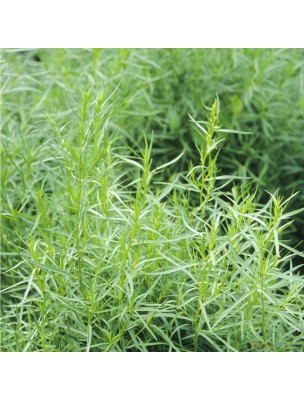 Image 9571 supplémentaire pour Estragon Bio - Feuilles 100g - Tisane d'Artemisia dracunculus L.