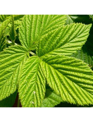 Image 10303 supplémentaire pour Framboisier Bio - Feuilles coupées 100g - Tisane de Rubus idaeus L.