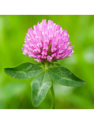Image 14891 supplémentaire pour Trèfle rouge (des prés) Bio - Ménopause Teinture-mère Trifolium pratense 50 ml - Herbiolys