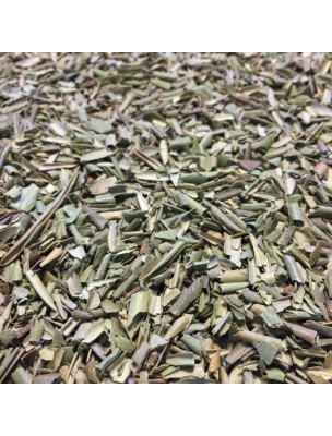 Image de Olivier Bio - Feuilles coupées 100g - Tisane d'Olea europaea L. depuis Olivier Bio - Coeur Teinture-mère Olea europaea - Herbiolys