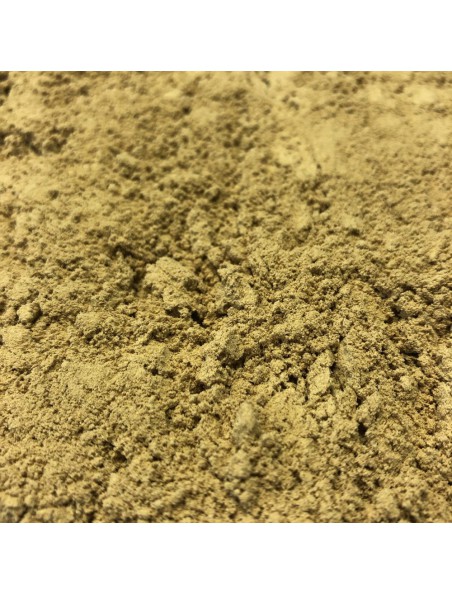 Achetez Gingembre Bio - Rhizome Poudre 100g - Tisane de Zingiber officinale Roscoe à l'herboristerie Louis Image principale de Gingembre Bio - Rhizome Poudre 100g - Tisane de Zingiber officinale Roscoe