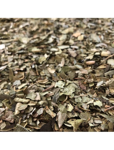Achetez Boldo Bio - Feuille coupée 100g - Tisane de Peumus boldus Molina à l'herboristerie Louis Image principale de Boldo Bio - Feuille coupée 100g - Tisane de Peumus boldus Molina