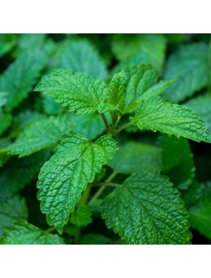 Image 28930 supplémentaire pour Mélisse Bio - Hydrolat de Melissa Officinalis 200 ml - Herbes et Traditions