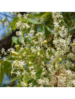Image 30356 supplémentaire pour Margousier (Neem) - Feuilles coupées 100g - Tisane d'Azadirachta indica