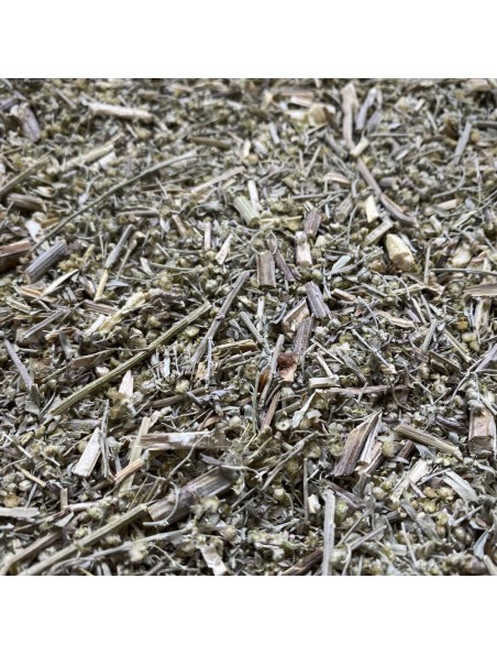 Achetez Absinthe - Sommité coupée 100g - Tisane d'Artemisia absinthium à l'herboristerie Louis Image principale de Absinthe - Sommité coupée 100g - Tisane d'Artemisia absinthium