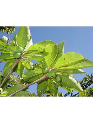 Image 6564 supplémentaire pour Citronnelle Benjoin - Encens végétal 30 bâtonnets - Les Encens du Monde