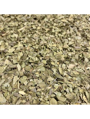 Image 71921 supplémentaire pour Jujubier (SIDR) - Feuille coupée 100g - Tisane de Ziziphus ziziphus