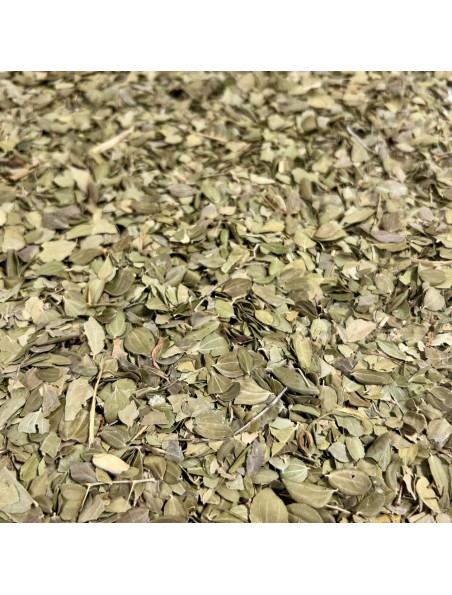 Achetez Jujubier (SIDR) - Feuille coupée 100g - Tisane de Ziziphus ziziphus à l'herboristerie Louis Image principale de Jujubier (SIDR) - Feuille coupée 100g - Tisane de Ziziphus ziziphus