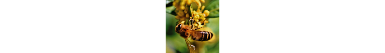 ▷ Les abeilles au service de votre santé