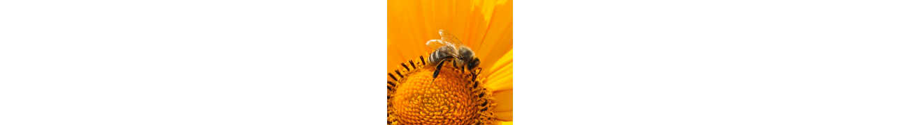 Le pollen stimule l'énergie et vous accompagne durant l'effort sportif